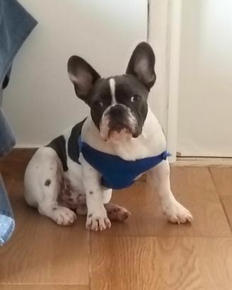 Cucciolo di bulldog francese di 6 mesi