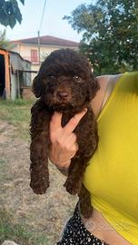 Cucciolo Lagotto