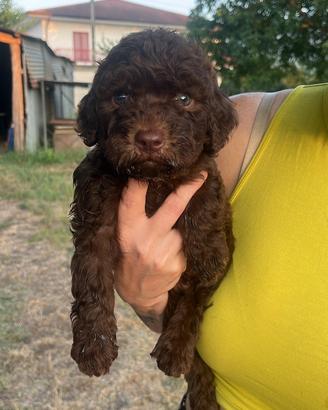 Cucciolo Lagotto