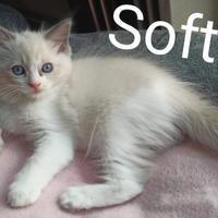 Cucciola Ragdoll blu bicolor disponibile