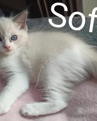 Cucciola Ragdoll blu bicolor disponibile