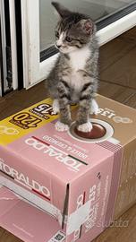 Gattina