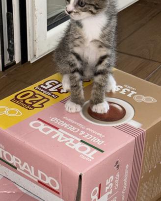 Gattina