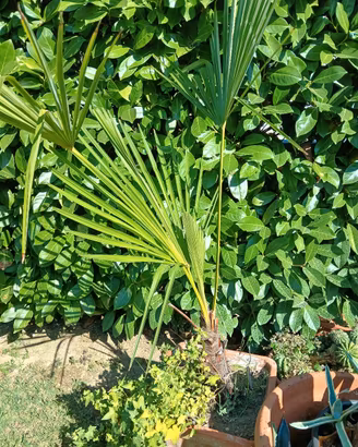 pia te di agave e palma