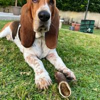 Bassethound vorrebbe fidanzata