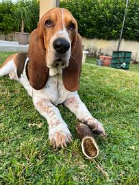 Bassethound vorrebbe fidanzata