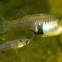 Gambusia affinis o mangia zanzara 5 esemplare