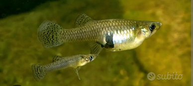 Gambusia affinis o mangia zanzara 5 esemplare