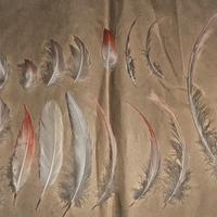 Set vere Piume penne uccelli Fenicottero Flamingo