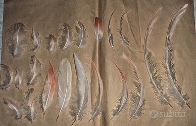 Set vere Piume penne uccelli Fenicottero Flamingo