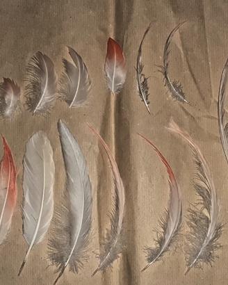 Set vere Piume penne uccelli Fenicottero Flamingo