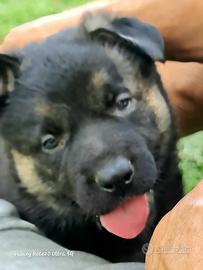 Cuccioli pastore tedesco linee da lavoro