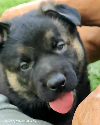 Cuccioli pastore tedesco linee da lavoro