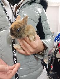 Conigli nani colorati