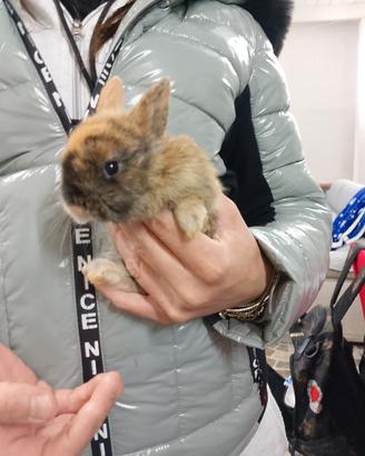 Conigli nani colorati