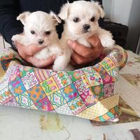 Cuccioli di Maltese
