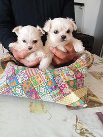 Cuccioli di Maltese