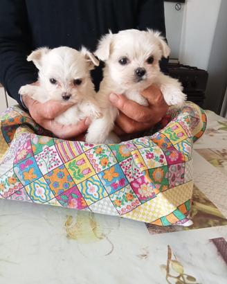 Cuccioli di Maltese