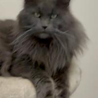 Maine coon maschio x monta accoppiamento