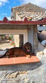 Cuccioli di dachsbracke 