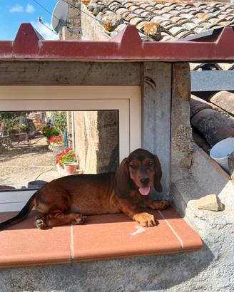 Cuccioli di dachsbracke 