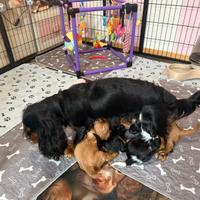 Cavalier King Charles Spaniel