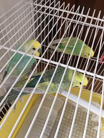 Cocorite