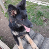 Pasore tedesco femmina