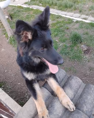 Pasore tedesco femmina