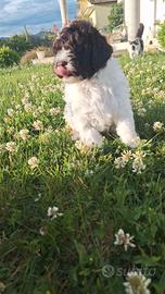 Lagotto romagnolo