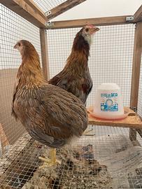 Galline araucana