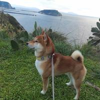 Shiba inu per accoppiamento