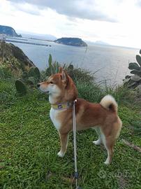 Shiba inu per accoppiamento