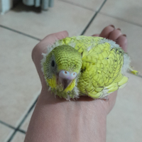 Cocoriti allevati a mano