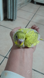 Cocoriti allevati a mano