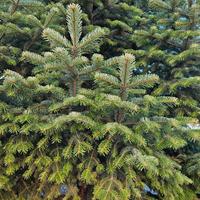 rami abete bianco pettinato