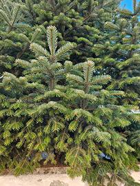 rami abete bianco pettinato