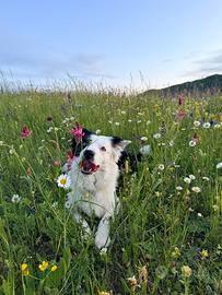 Border collie maschio per riproduzione