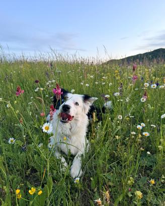 Border collie maschio per riproduzione