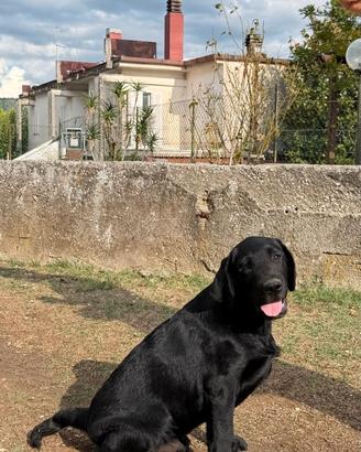 Cucciolo Labrador