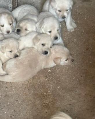 Cuccioli incrocio Labrador Maremmana