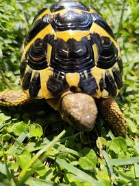 Tartaruga Testudo Hermanni Maschio Fonte C 40-2020