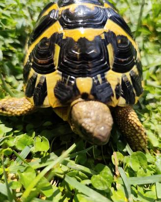 Tartaruga Testudo Hermanni Maschio Fonte C 40-2020