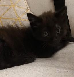 Gattino batuffolo a pelo lungo di 2 mesetti