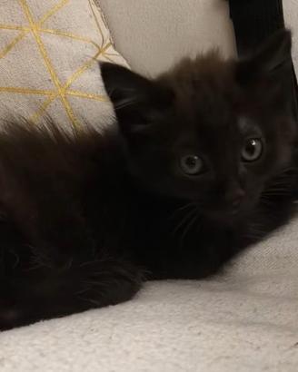 Gattino batuffolo a pelo lungo di 2 mesetti