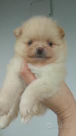 Spitz pomerania