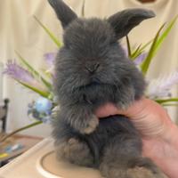 Ariete nano mini loop blu fata perlata