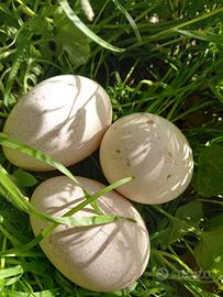 Tacchini (pulcini)