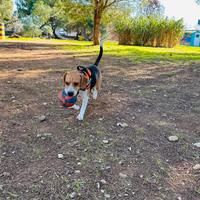 Beagle cerca fidanzata