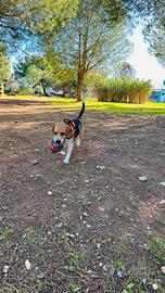 Beagle cerca fidanzata